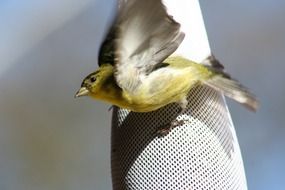 Beautiful and colorful Goldfinch flaps its wings