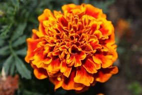 spectacular beautiful orange flower and green leaves