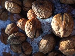 lots of walnut in the shell