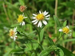 symphyotrichum, blooming plant close up