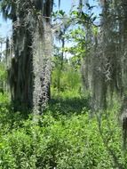 mossy trees on swamp, usa, louisiana, barataria