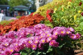 meadows of various flowers on blurred background