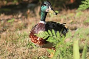 duck on a grass close-up on blurred background