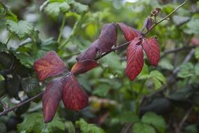 maroon leaves among green foliage