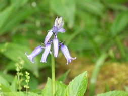 wonderful blue bell flower