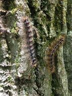 Wild caterpillars