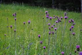 purple flowers on a tall stalk on a green meadow
