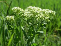 Wild flower with white inflorescences