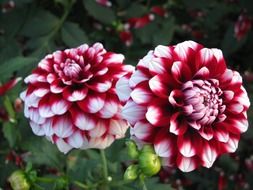 two red white dahlias with buds on a bush