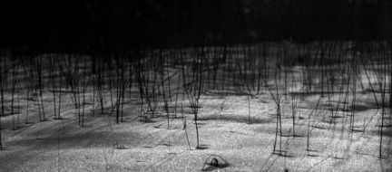 dry plant stalks in the snow