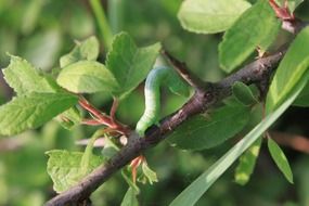 green caterpillar on a tree branch