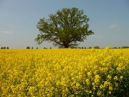 green tree on a yellow flowered rapeseed field