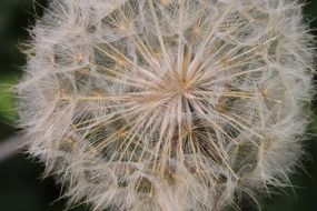 dandelion fluff close up on a black background