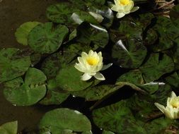 yellow fluffy water lilies on dark pond