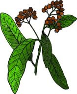 graphic image of a branch with berries with large leaves