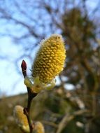 Pussy willow blossomes