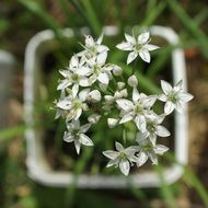 ant plant with white flower close-up