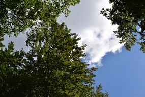 sky forest clouds scene