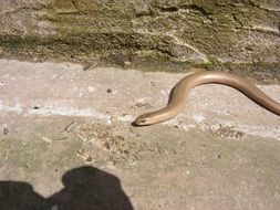 snake slow worm