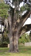 big oak in the garden