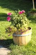 garden flowers in a wooden tub