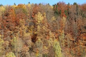 stunning colors of the autumn forest
