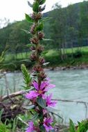 extraordinary beautiful loosestrife flower