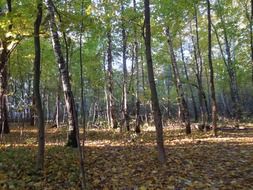 nature in the forest in autumn with green trees