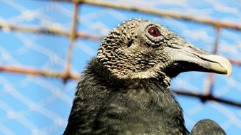 bird head on the background of the lattice