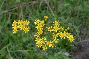 Yellow flower jacob ragweed blossom in green grass