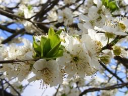 Beautiful white flowers with green leaves on the branches in the garden