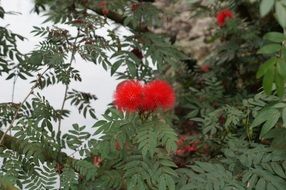 red flowers on a tree