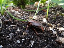 brown May beetle on the ground