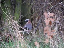 Raven bird in the forest