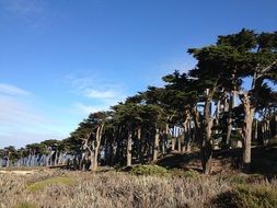 forest in san francisco