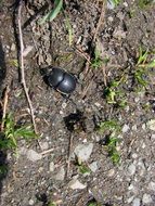 dung beetle on the ground in the sunlight