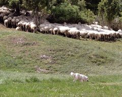 grazing flock of sheep in the meadow