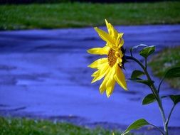 solar flower on the background of the picturesque landscape