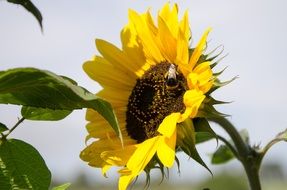 sunflower with bumblebee