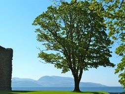 tree with green leaves near the ocean