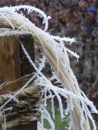 closeup view of plant in hoarfrost