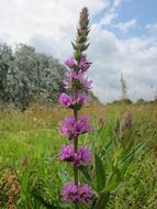 lythrum salicaria in the wild flower