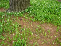 green flower plants in the meadow