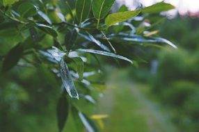green leaves of a plant on a blurred background