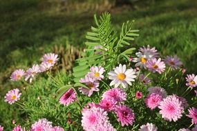 cluster landscape of flowers