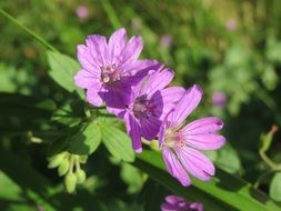 purple geranium pyrenaicum in the bright sun