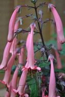 blooming cape fuchsia, phygelius capensis, pink trumpets close up