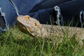 bearded dragon among green grass on a blurred background