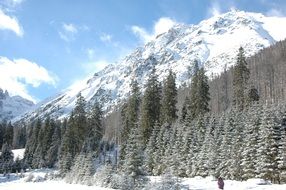 view of the snow-capped Tatra Mountains through the trees