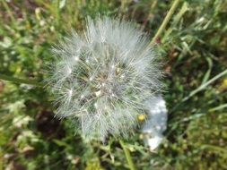 White dandelion on the meadow